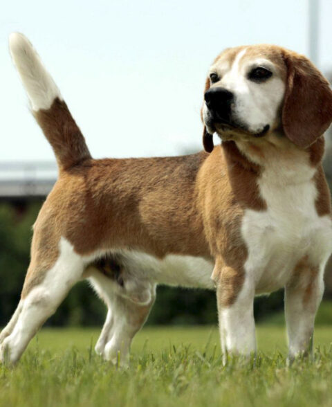 Beagle di Casa Gherdovich