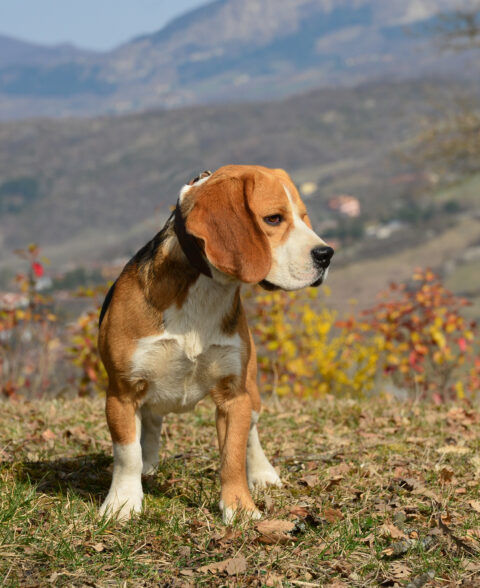 Beagle di Casa Gherdovich